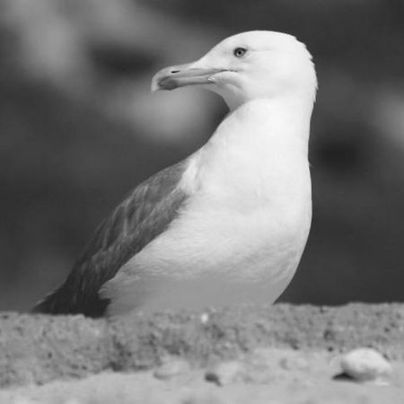 Sofiamarholidays- Casa Brisa Mar Armação de Pêra Eksteriør billede